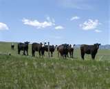 Let us help you find a ranch.