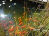 Gold-fish-pond