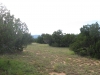 Trees and Open Space (3)_Small