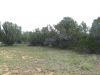 Trees and Open Space (5)_Small