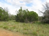 Trees and Open Space (8)_Small