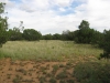 Trees and Open Space (9)_Small