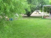 Lawn Trees