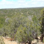 100 Acres Borders Cibola Forest