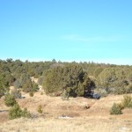 10 acres near forest